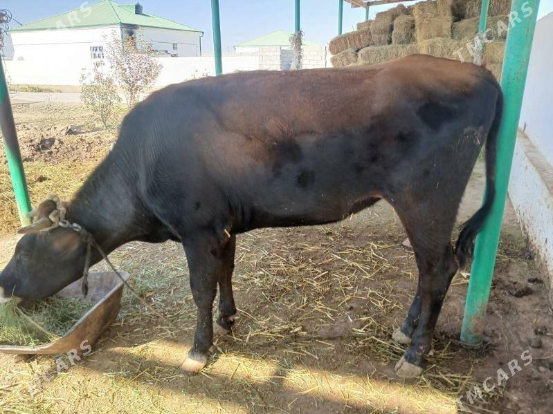 Tuwe - Гёкдепе - img 1