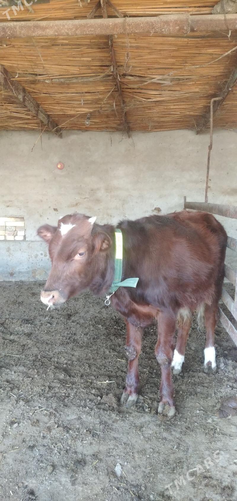 Öküz - Чарджоу - img 3