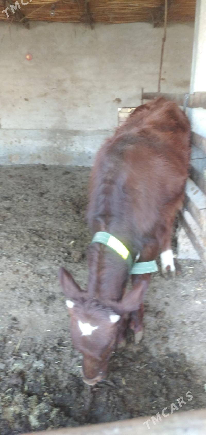 Öküz - Чарджоу - img 2