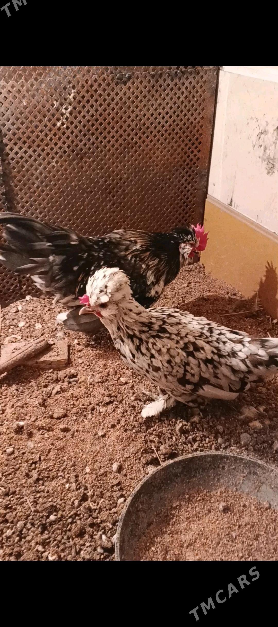 Karlik troyka - Aşgabat - img 2