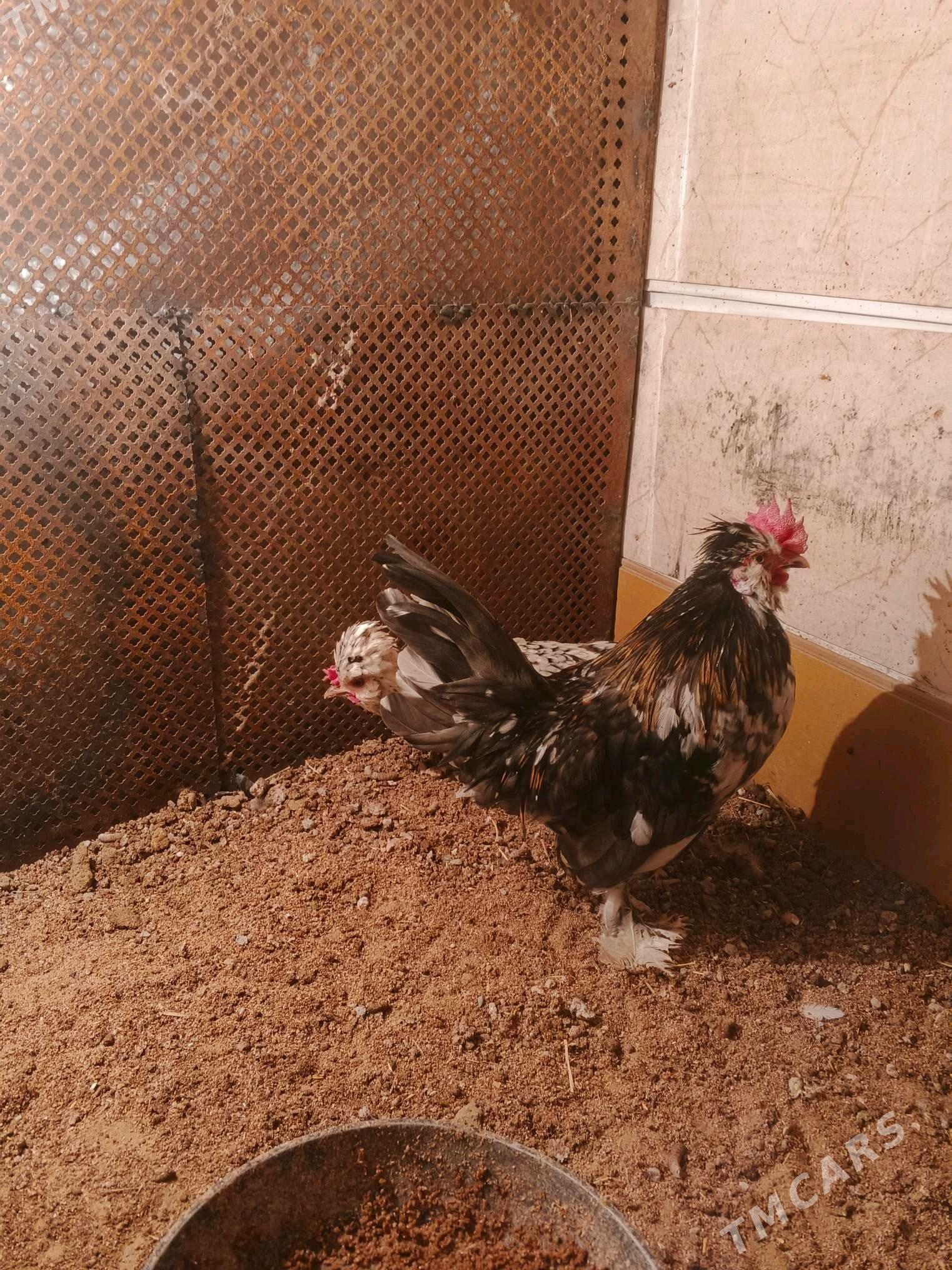 Karlik troyka - Aşgabat - img 3