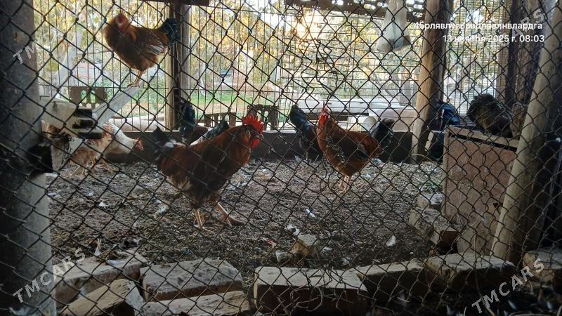 horaz - Çärjew - img 3