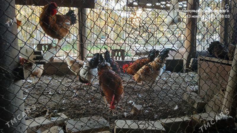 horaz - Çärjew - img 2