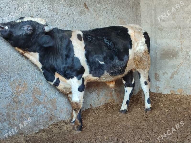 3 саны Окуз - Туркменабат - img 10