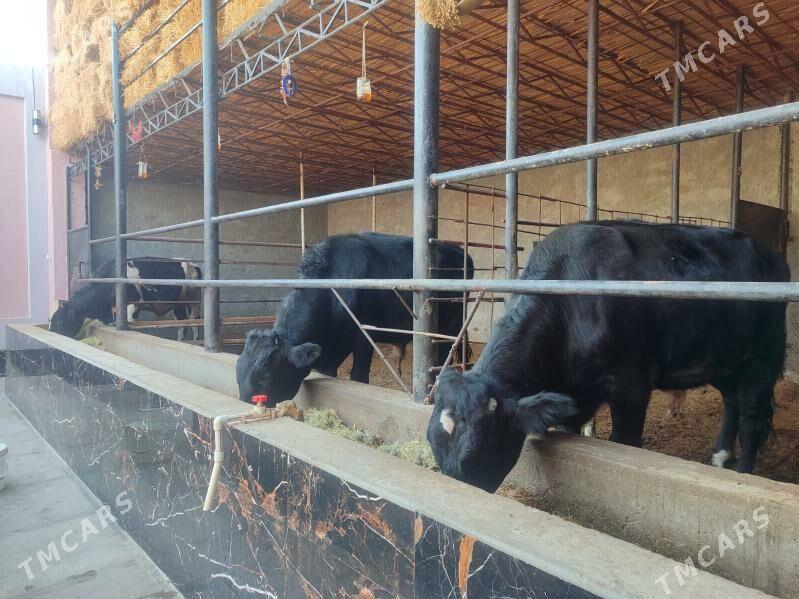 3 саны Окуз - Туркменабат - img 3