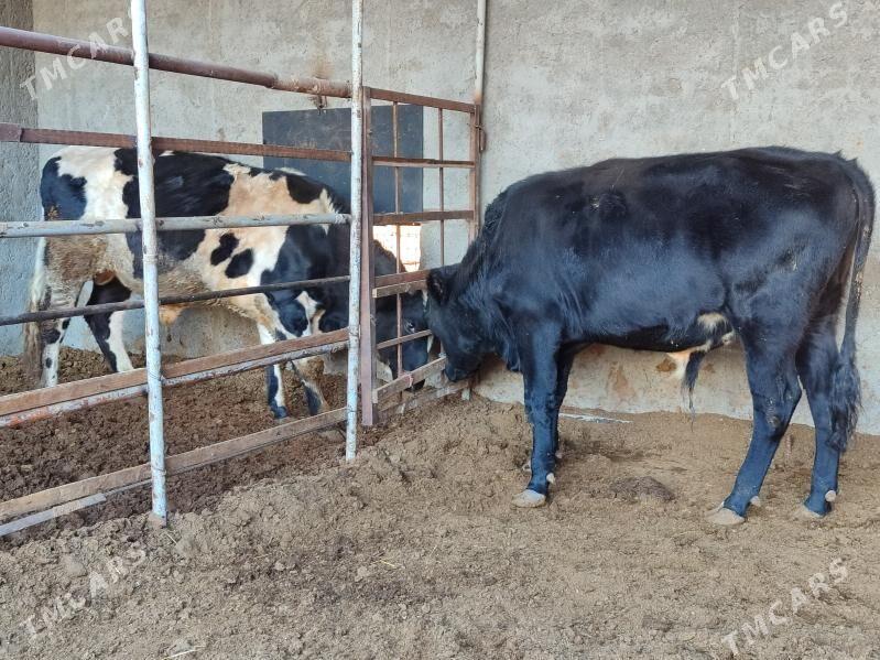 3 саны Окуз - Туркменабат - img 7