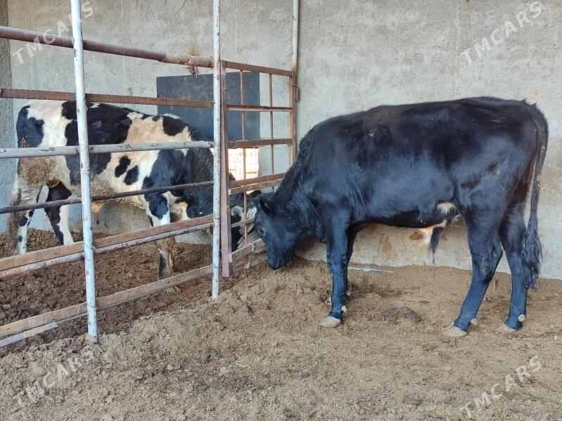 3 саны Окуз - Туркменабат - img 8