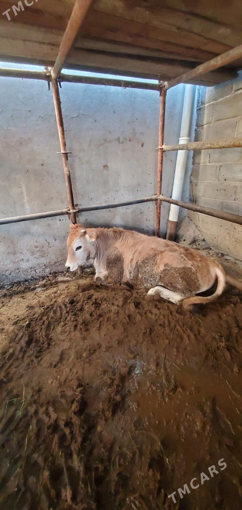 okuz öküz - Aşgabat - img 2