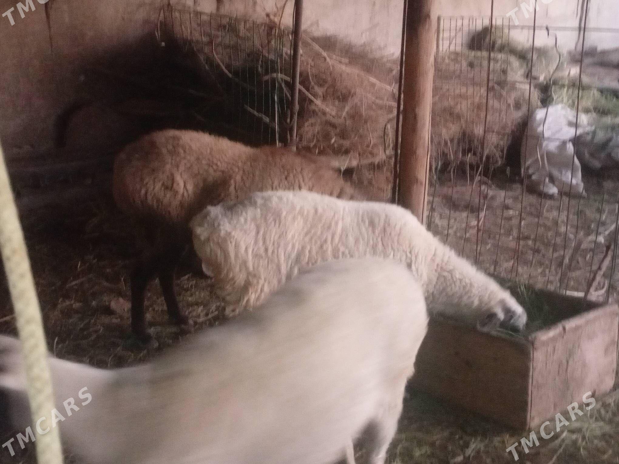 gisar goyun garagozel - Çärjew - img 4