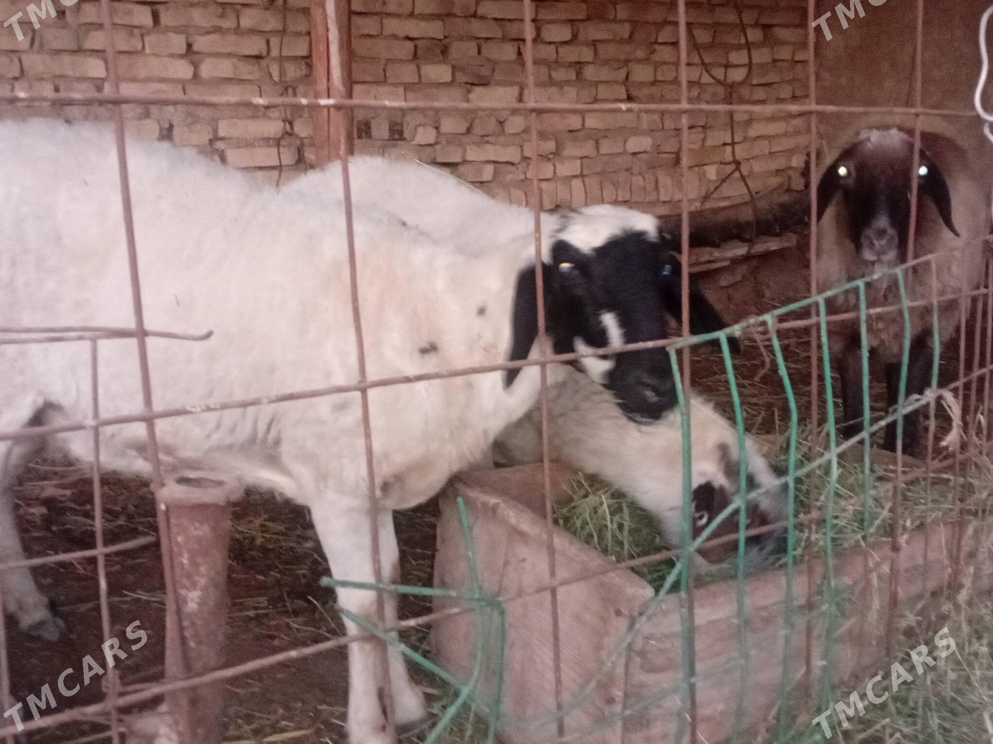 gisar goyun garagozel - Çärjew - img 5