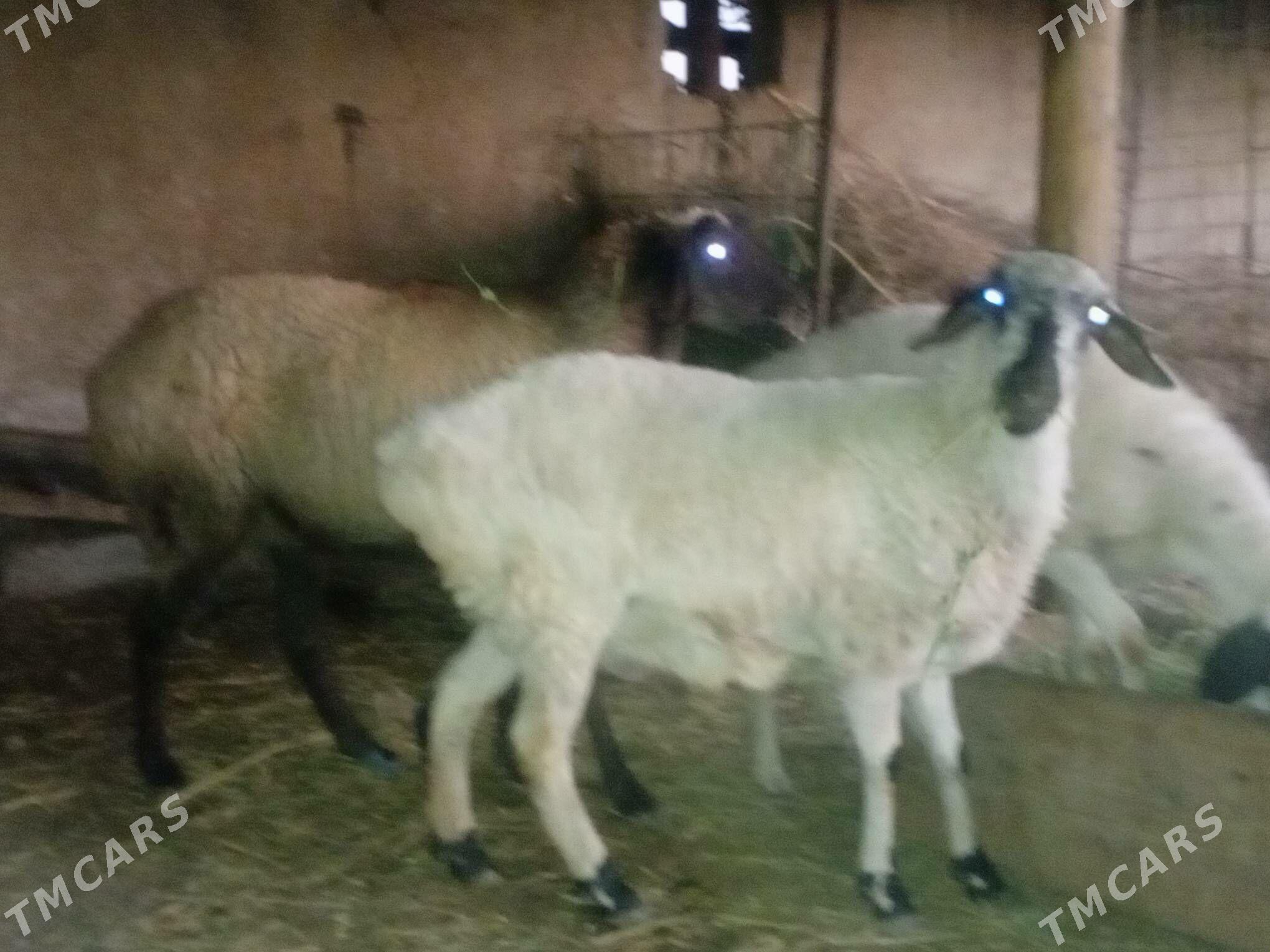 gisar goyun garagozel - Çärjew - img 1