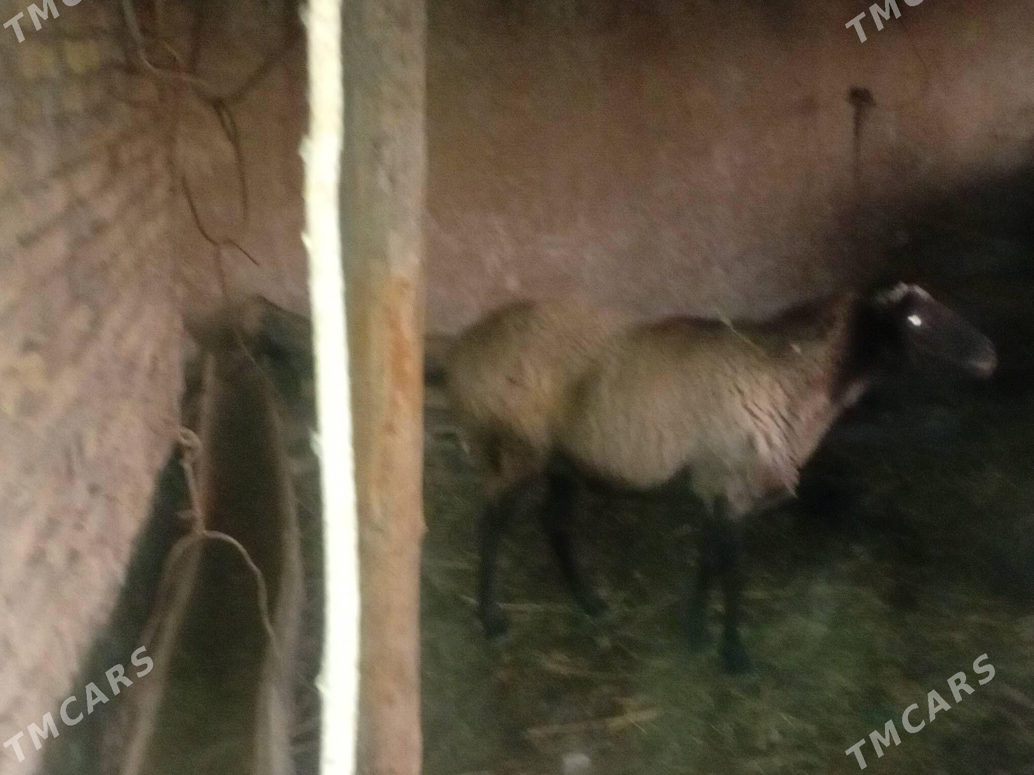 gisar goyun garagozel - Çärjew - img 2