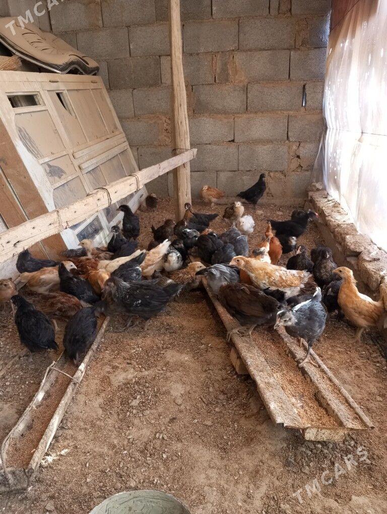 towuk jüýjeler - Baýramaly - img 1