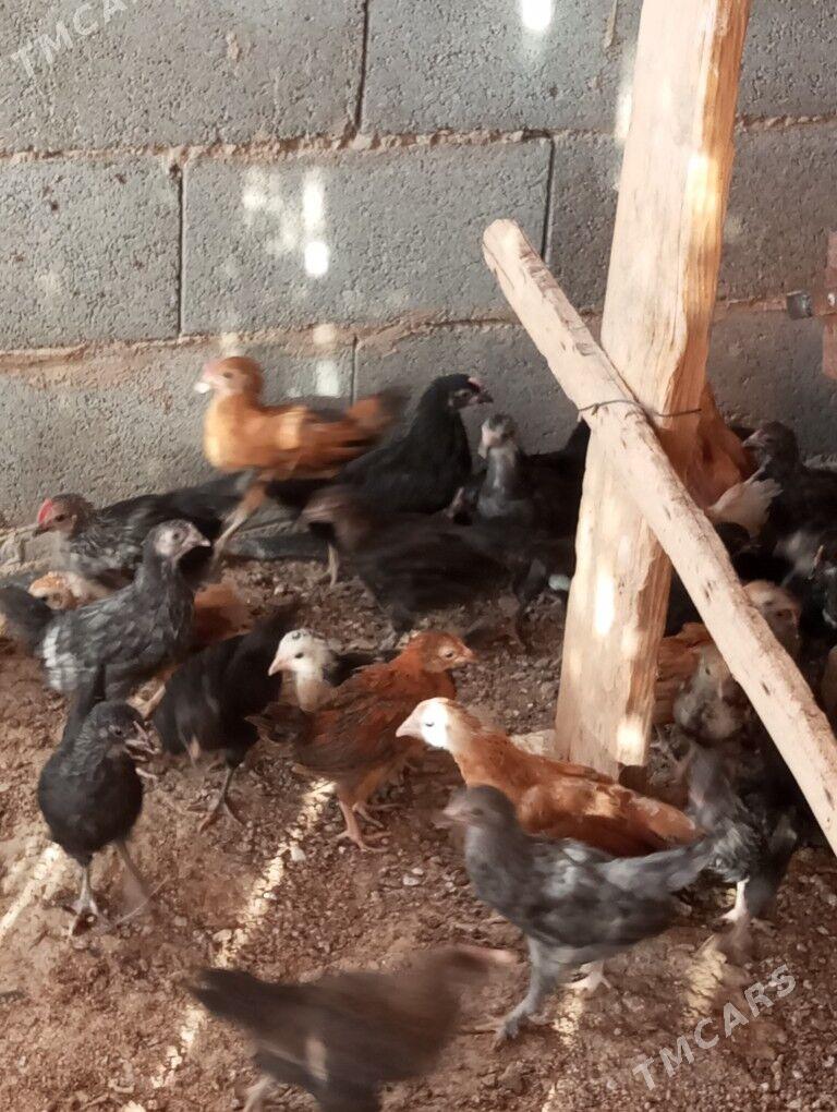 towuk jüýjeler - Baýramaly - img 4