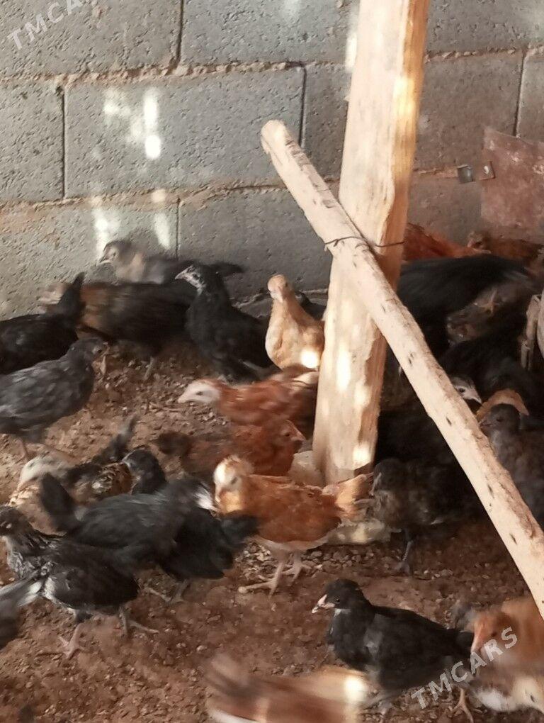 towuk jüýjeler - Baýramaly - img 3