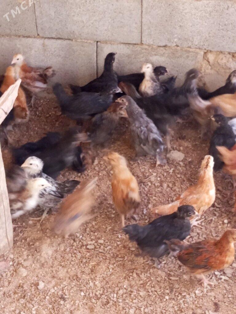 towuk jüýjeler - Baýramaly - img 2