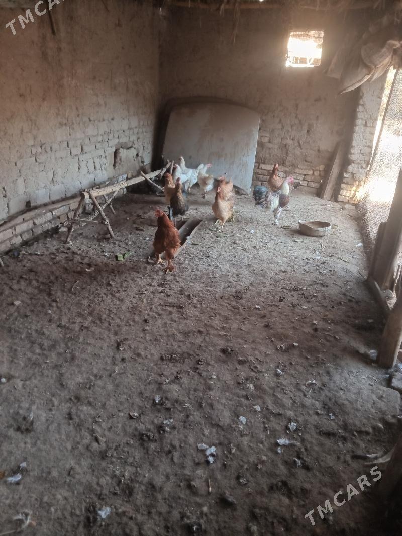 Tavuk - Şabat etr. - img 1