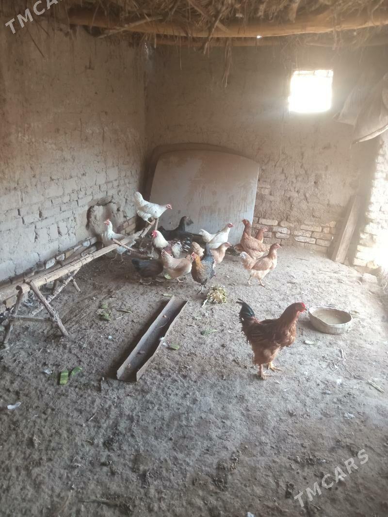 Tavuk - Şabat etr. - img 2