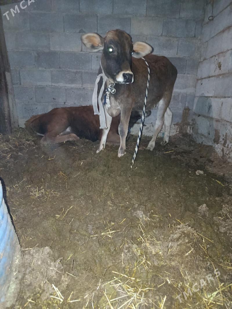 okuzce - Änew - img 2