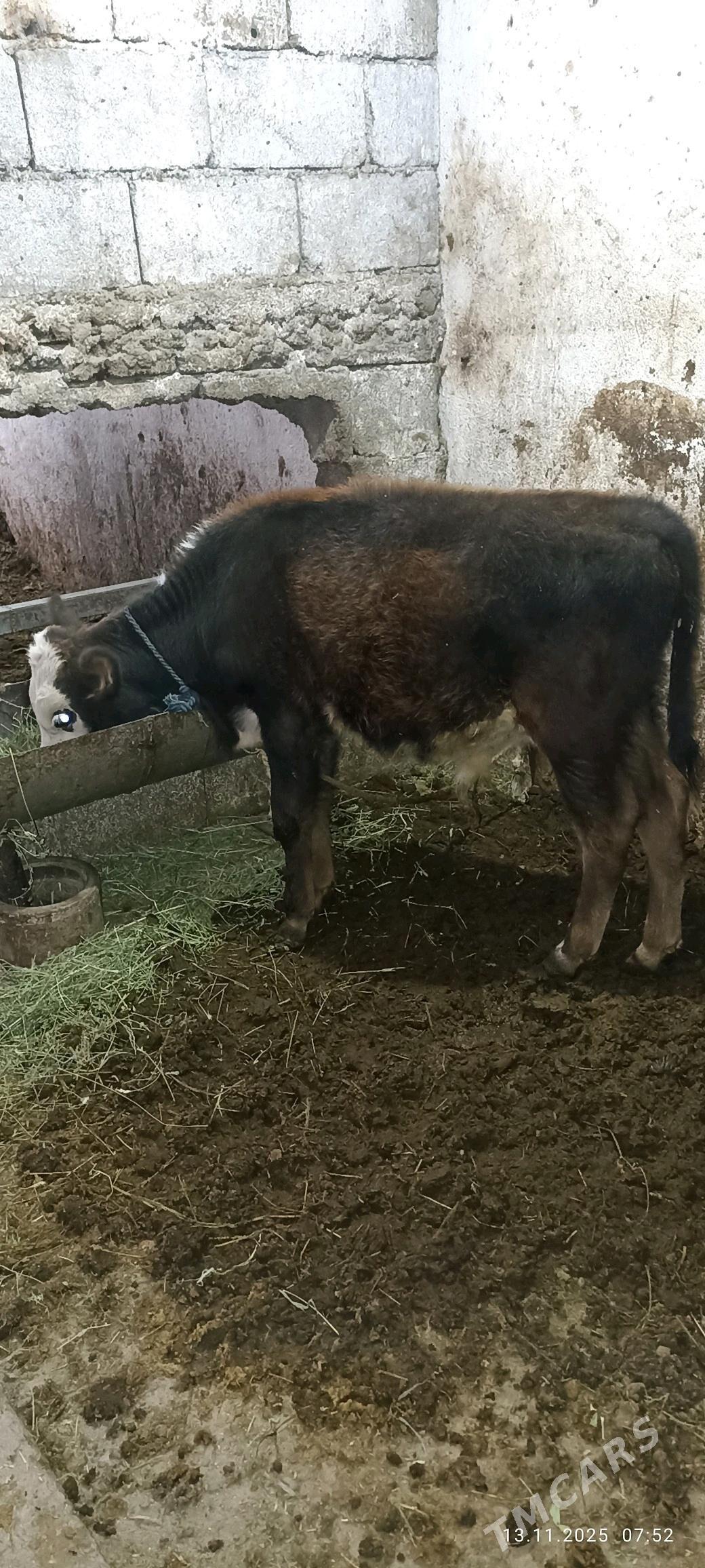 ökuz - Büzmeýin - img 2