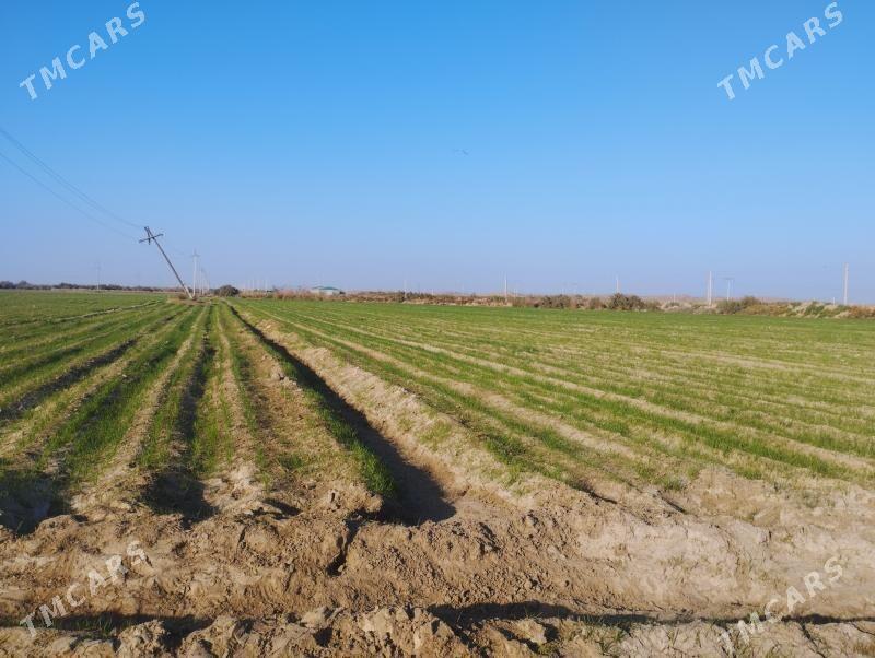 Köliñ gapdaly 15 gektar ýer - Гёкдепе - img 6