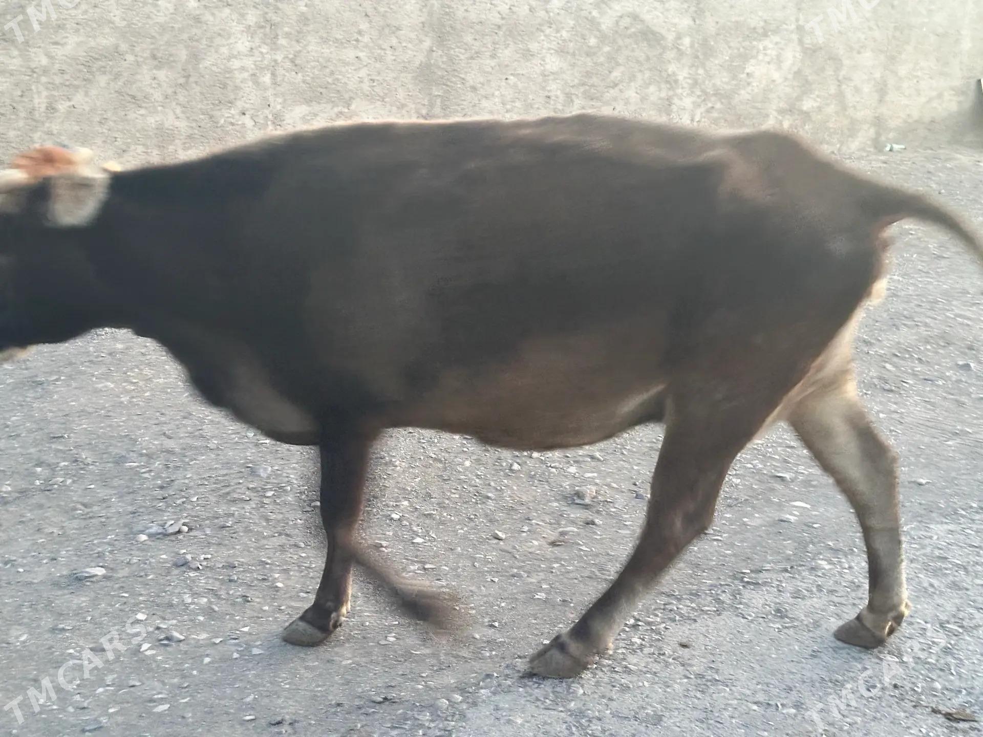 SYGYR - Gyzylarbat - img 2