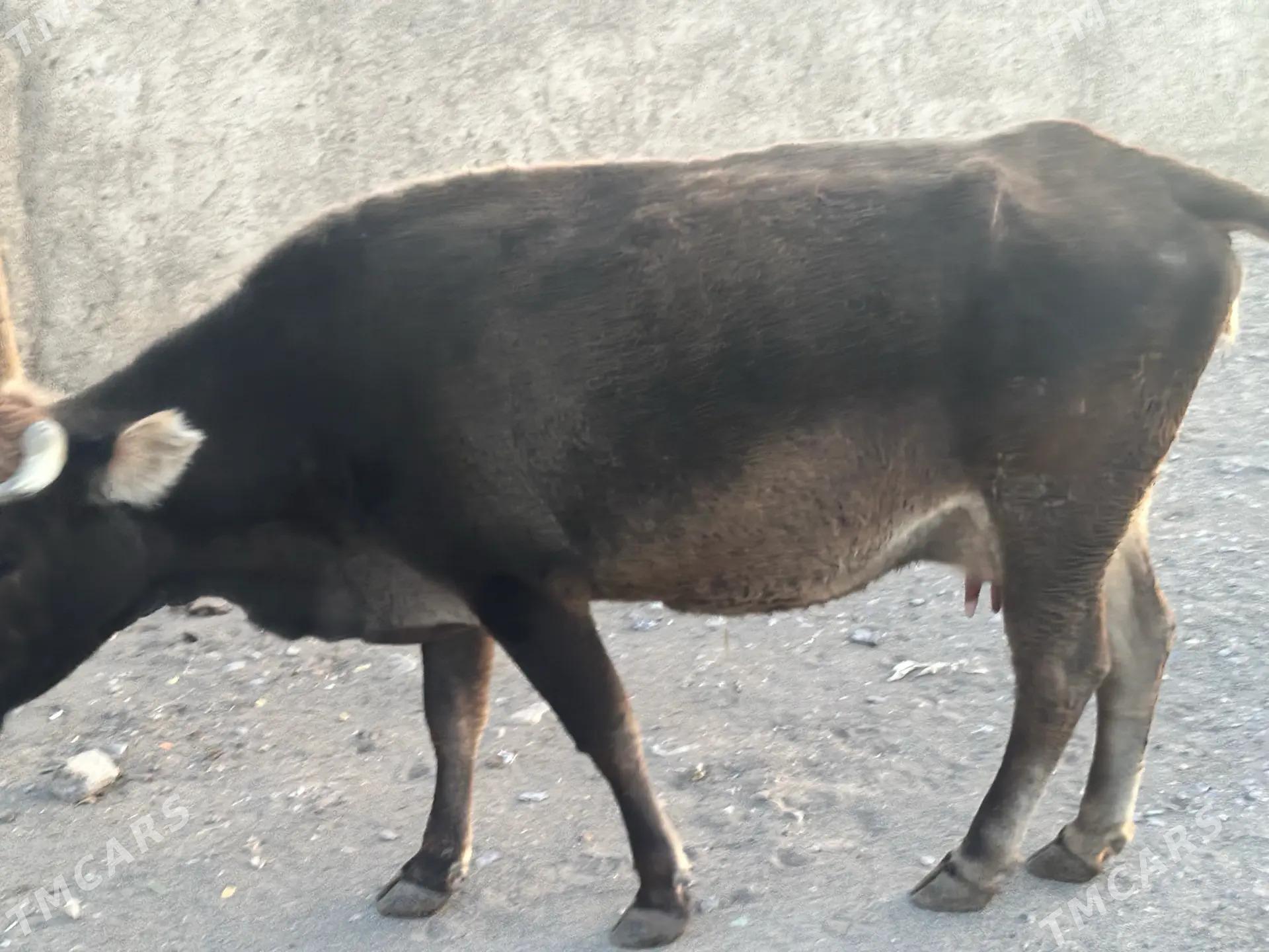 SYGYR - Gyzylarbat - img 3