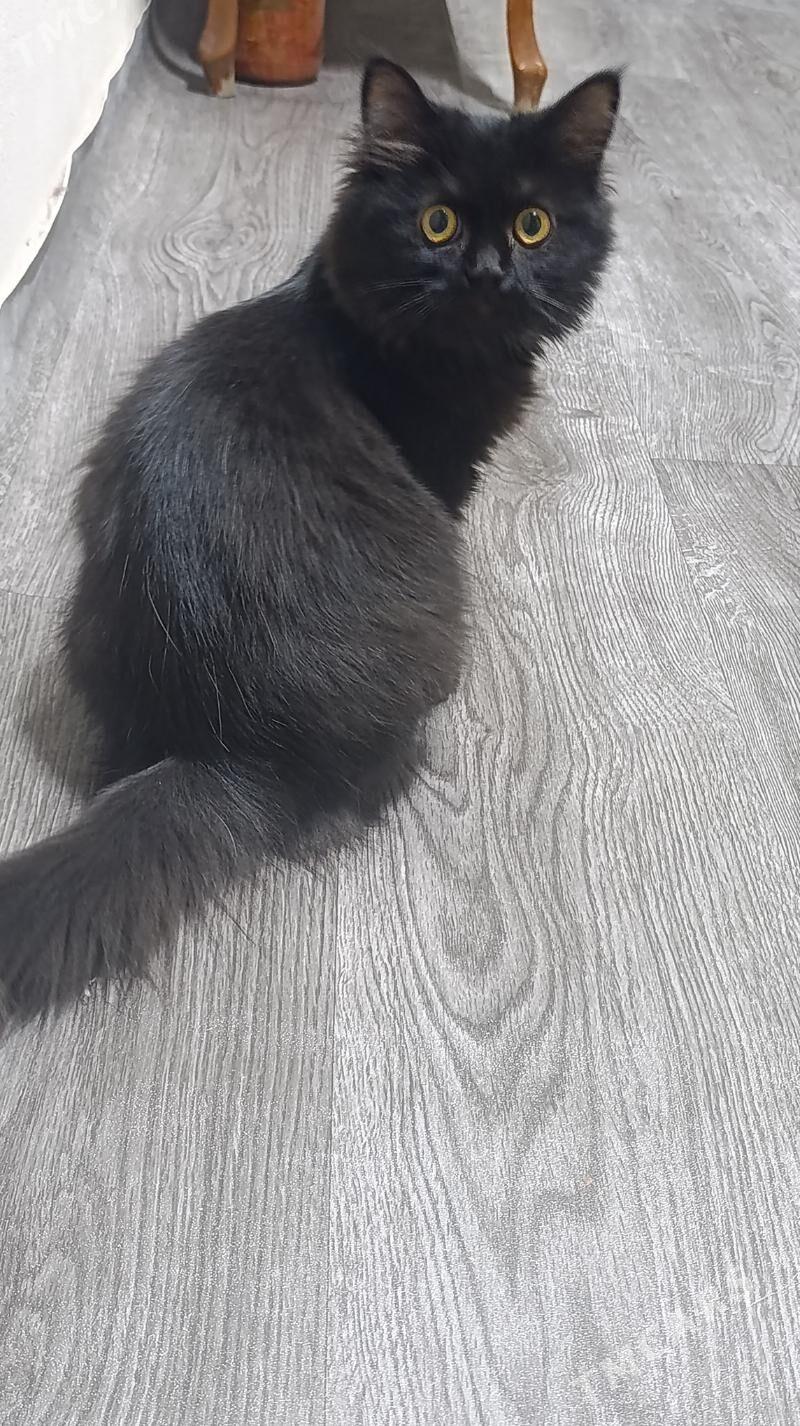 котёнок - Türkmenabat - img 1