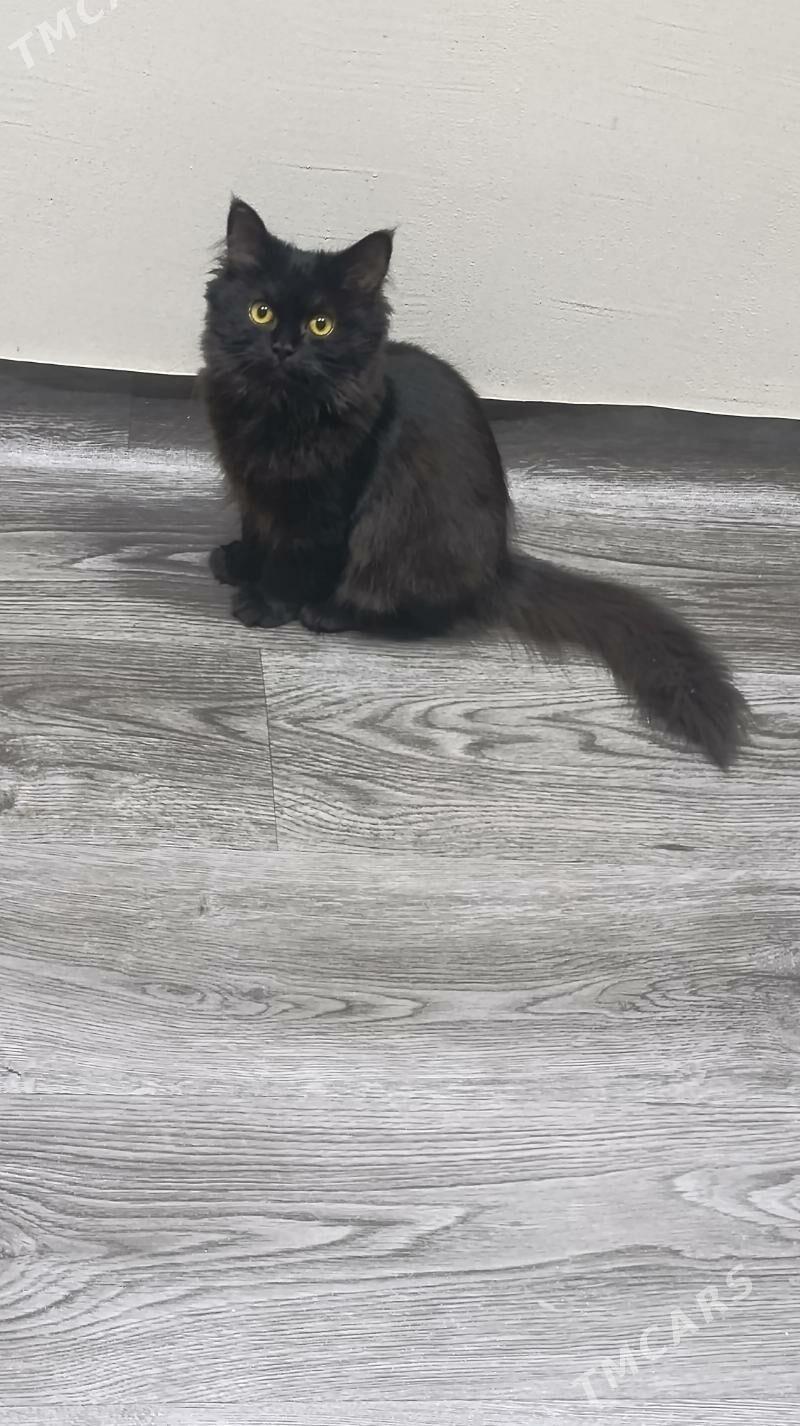 котёнок - Türkmenabat - img 2