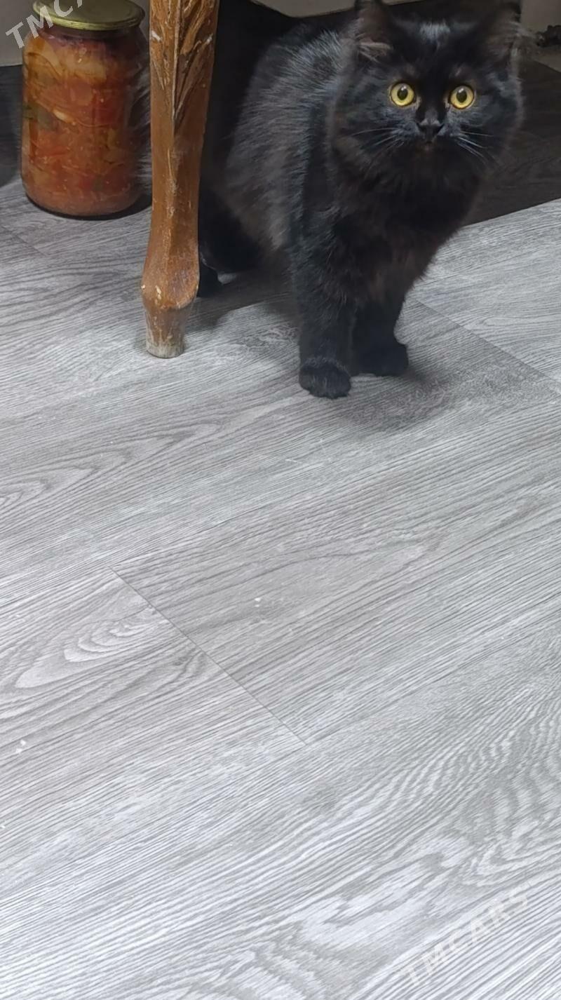 котёнок - Türkmenabat - img 3