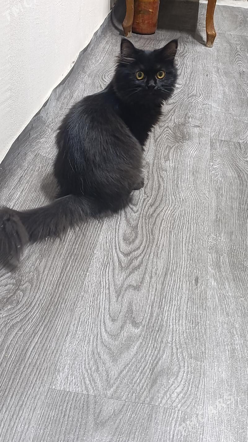 котёнок - Türkmenabat - img 4