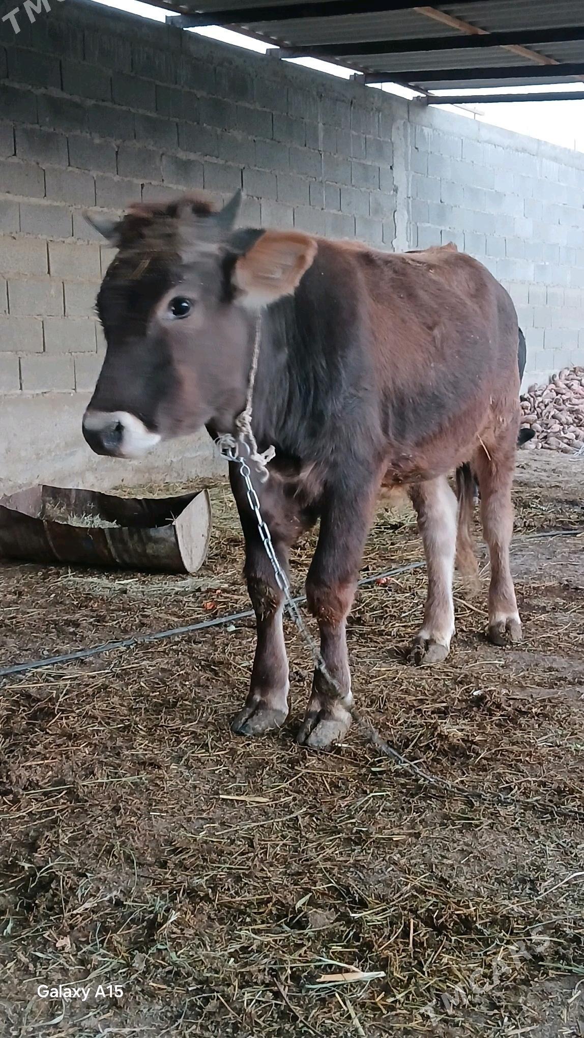 őküz - Bäherden - img 1