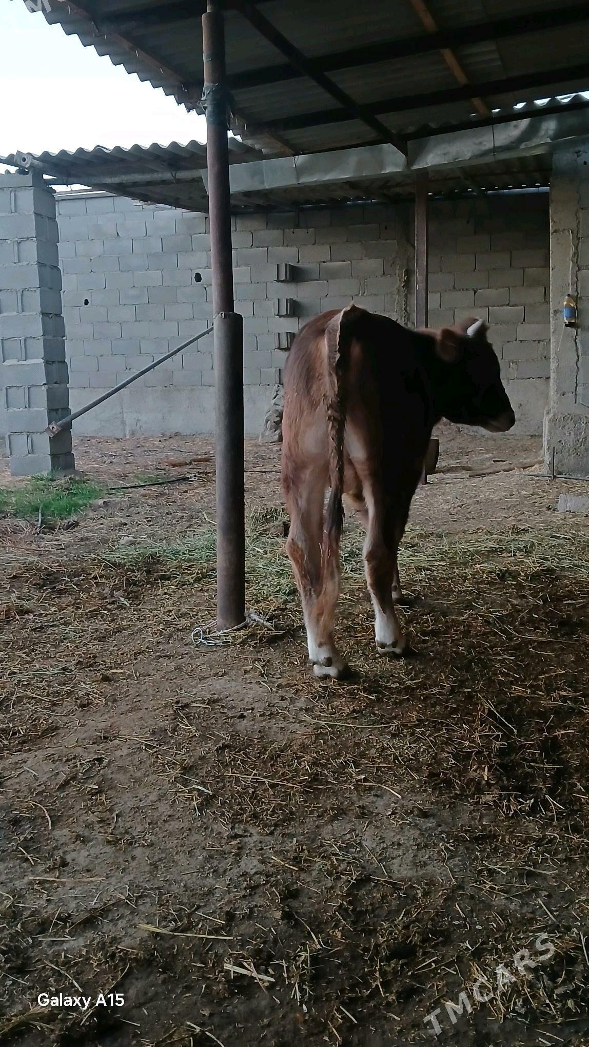 őküz - Bäherden - img 3