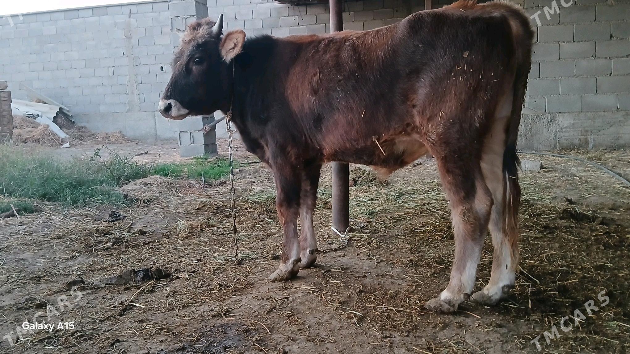 őküz - Bäherden - img 2