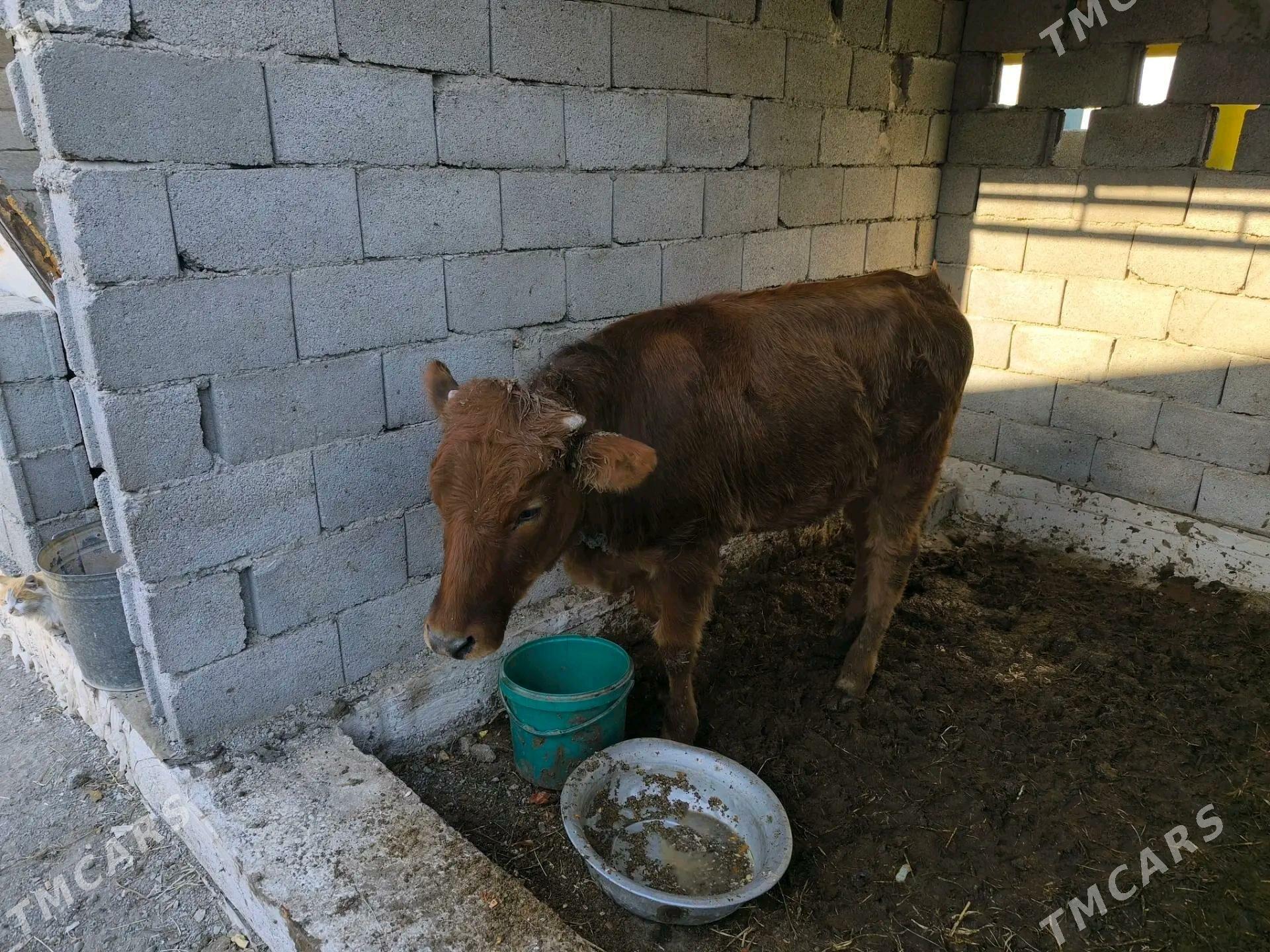 Gulajyn - Mary - img 3