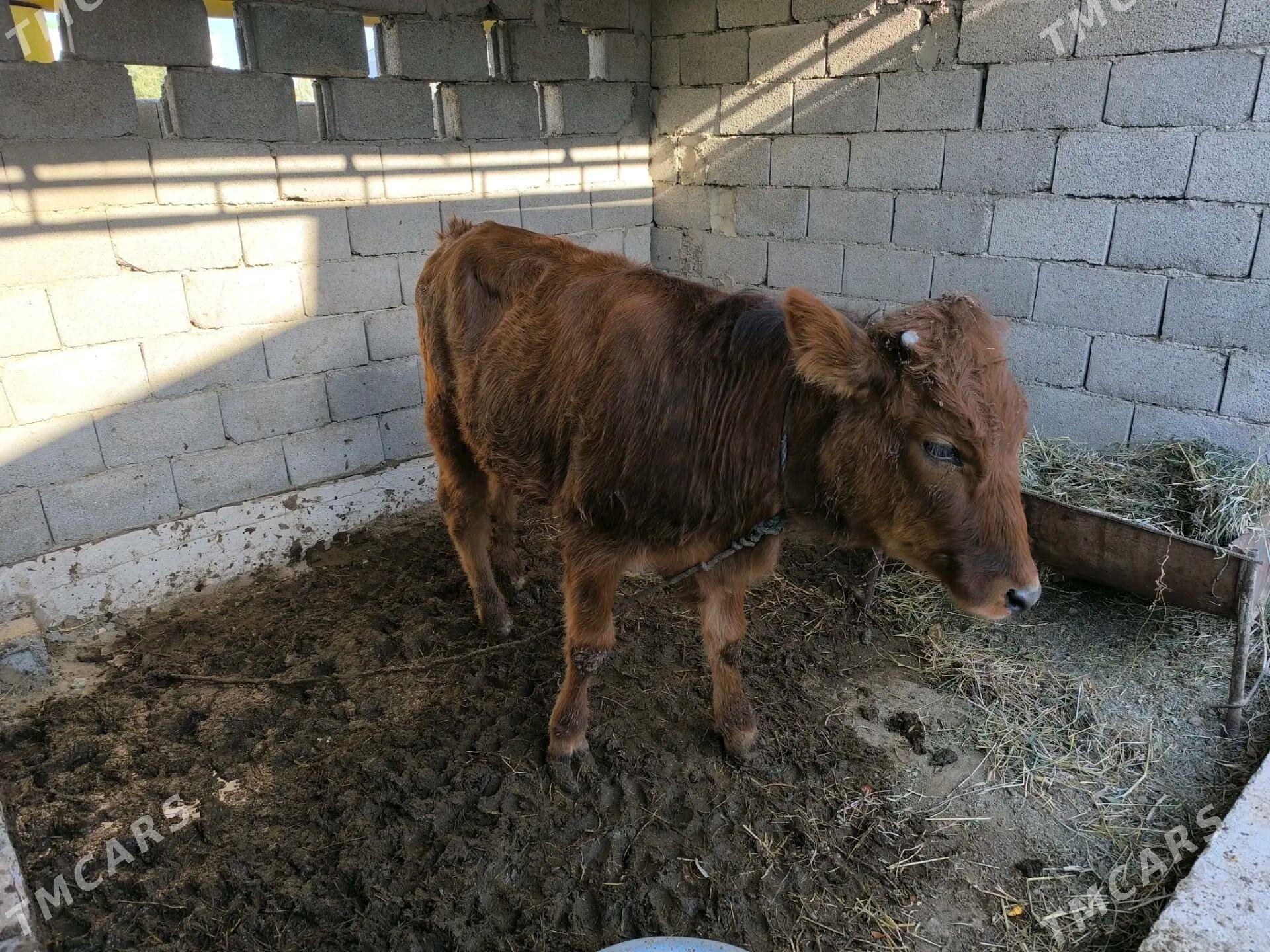 Gulajyn - Mary - img 2