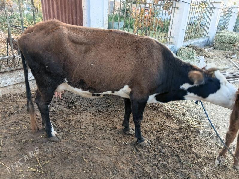 goleli sygyr - Çoganly - img 4