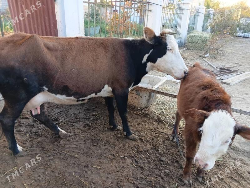 goleli sygyr - Çoganly - img 2