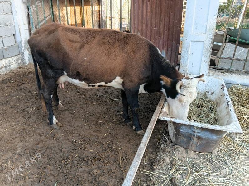 goleli sygyr - Çoganly - img 7