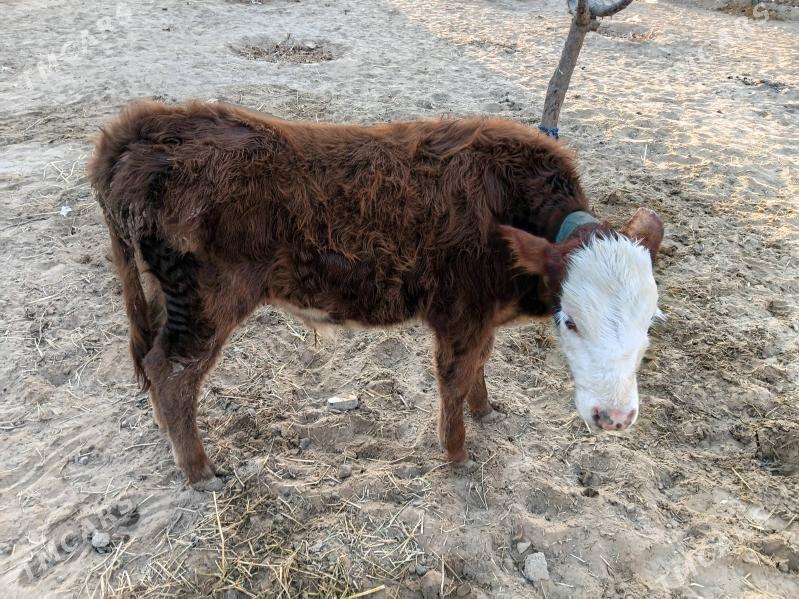 goleli sygyr - Çoganly - img 5