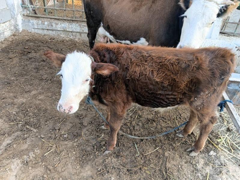 goleli sygyr - Çoganly - img 3