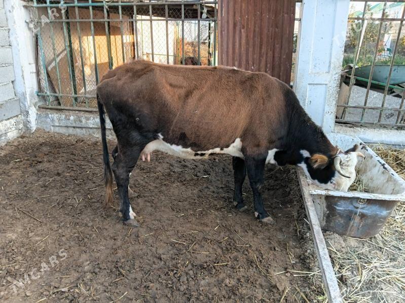 goleli sygyr - Çoganly - img 6