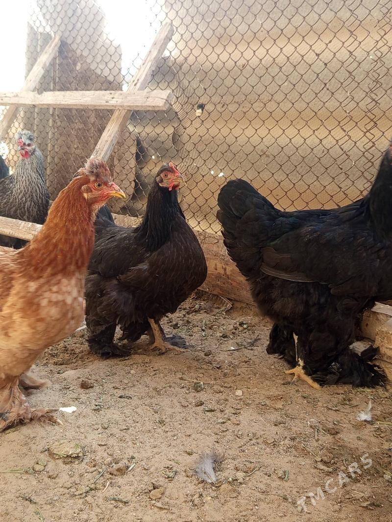 Brama - Мары - img 3