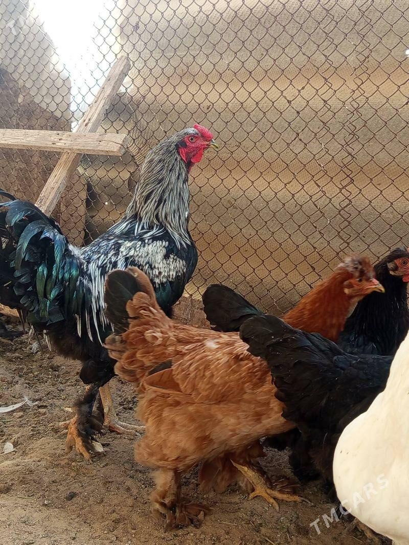 Brama - Мары - img 2