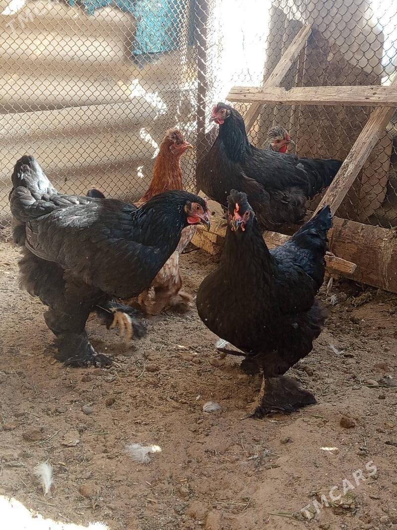 Brama - Мары - img 4