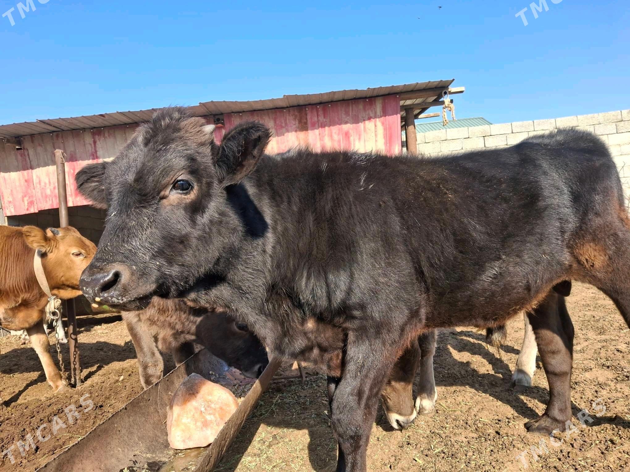 ökiz - Çoganly - img 3