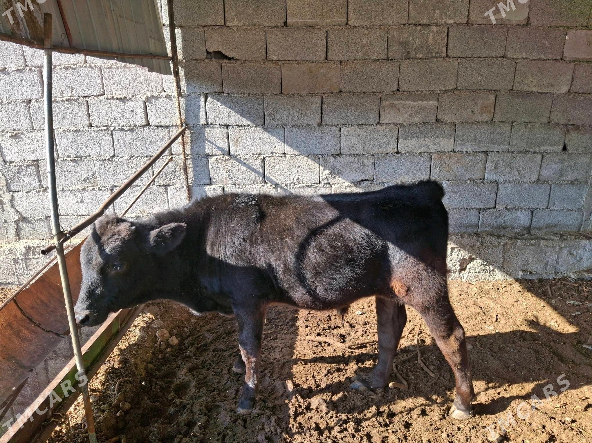 ökiz - Çoganly - img 2