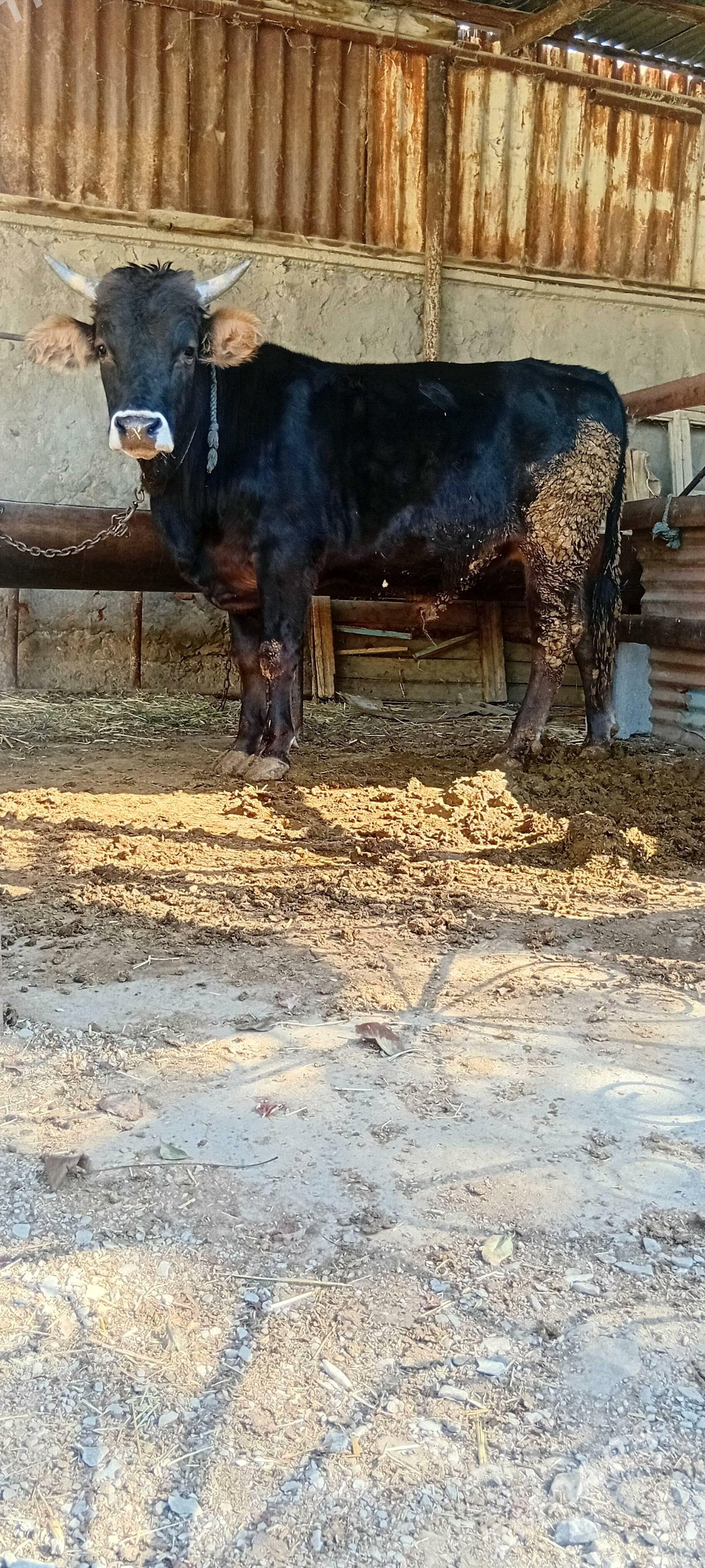 bakylan öküz - Бахарден - img 1