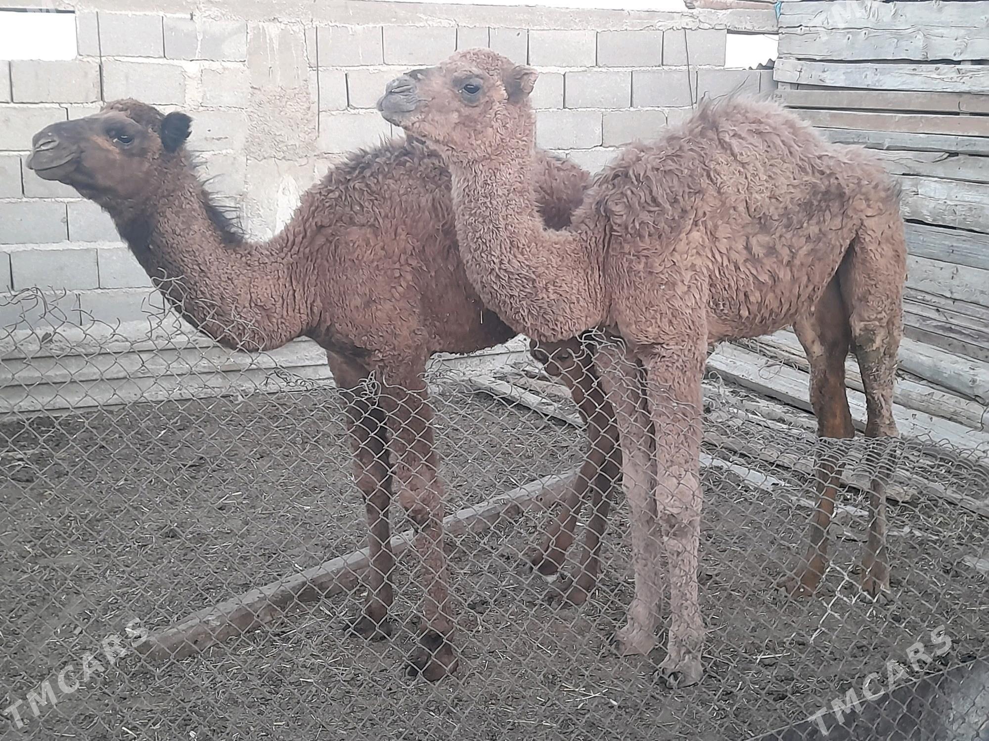 2 torum - Гызыларбат - img 2