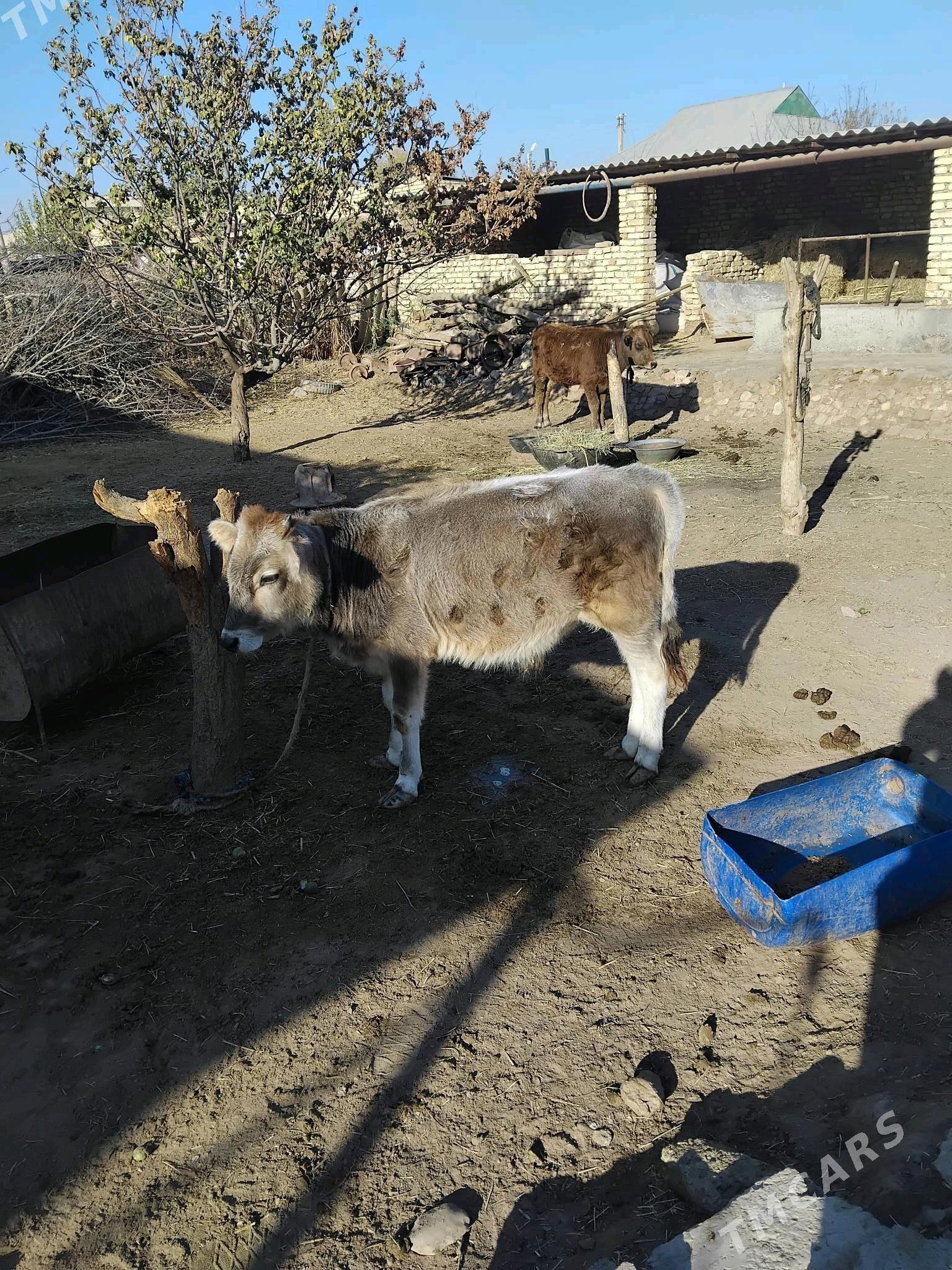 öküz - Babadaýhan - img 2